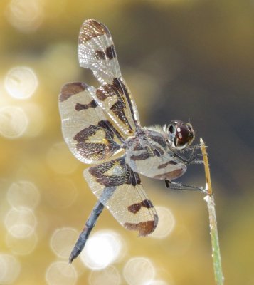 Banded Pennant