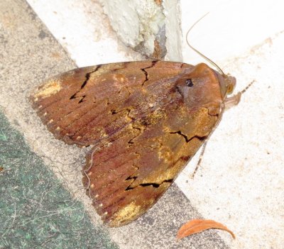 Catocala carissima