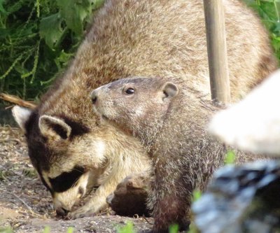 Woodchuck and American Raccoon