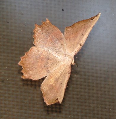 Obtuse Euchlaena Moth