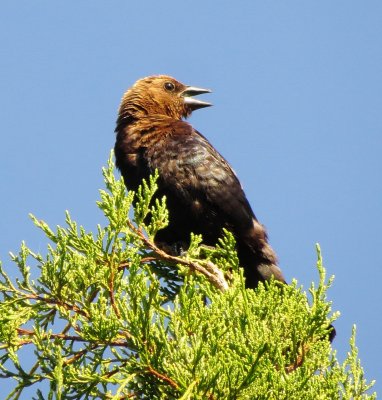 Brown-Headed Cowbird