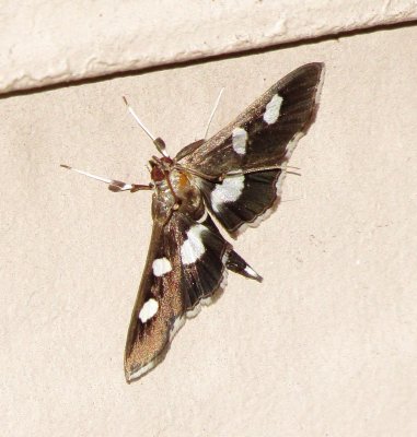 Genus Desmia