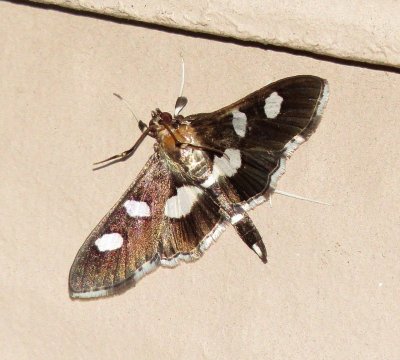 Genus Desmia