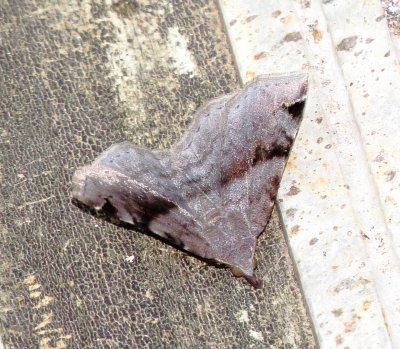 Six-Spotted Gray