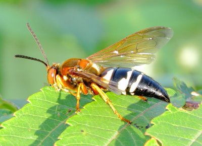 Eastern Cicada Killer