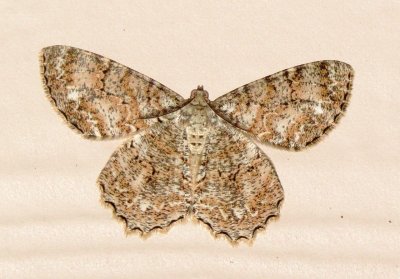 Tulip-Tree Beauty Moth