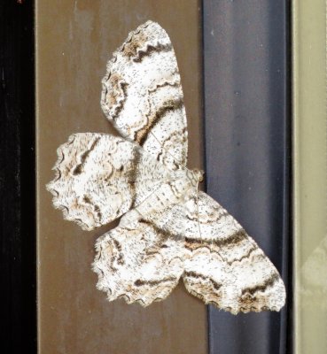 Tulip-Tree Beauty Moth