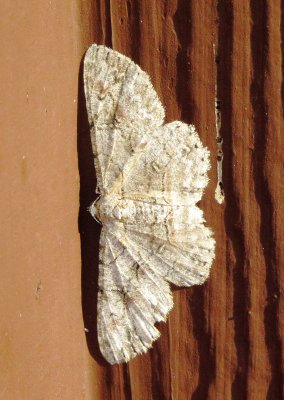 Brown-Shaded Gray Moth