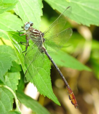 Russet-Tipped Clubtail