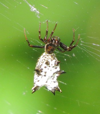 Spined Micrathena