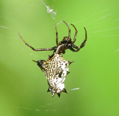 Spined Micrathena