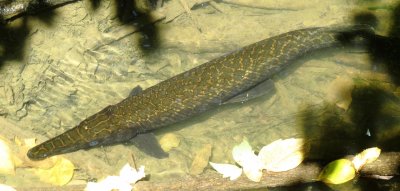 Spotted Gar