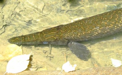 Spotted Gar