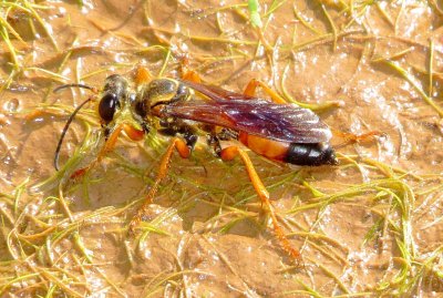 Digger Wasp Species