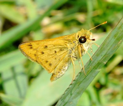 Fiery Skipper