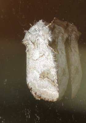 Prominent Moth Species