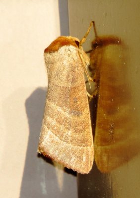 Datana Moth Species