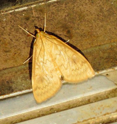 American Lotus Borer Moth