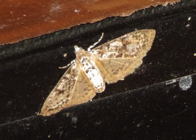 Splendid Palpita Moth 