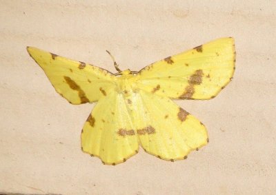 False Crocus Geometer Moth