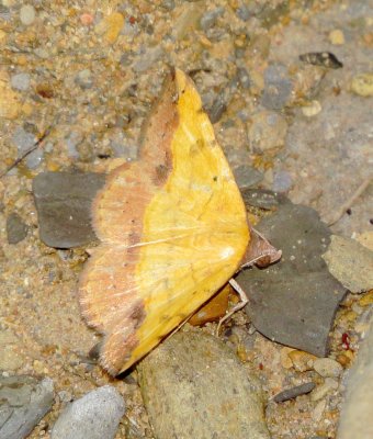 Variable Tropic Moth