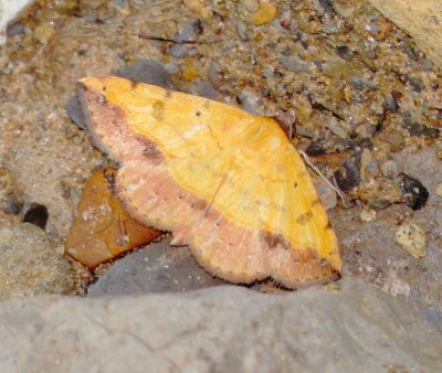 Variable Tropic Moth