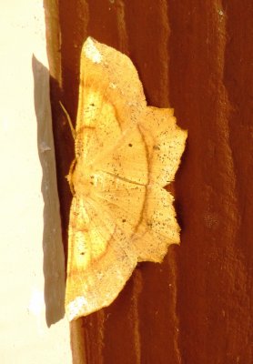 Deep Yellow Euchlaena Moth