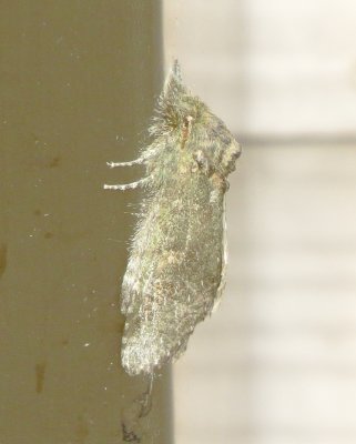 Prominent Moth Species