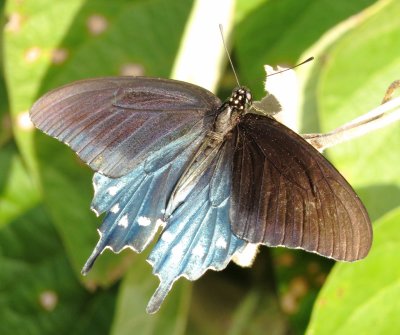 Pipevine Swallowtail