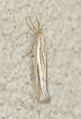 Grass-Veneer Moth Species