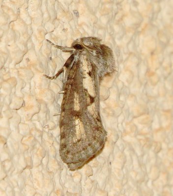 Clemen's Grass Tubeworm Moth