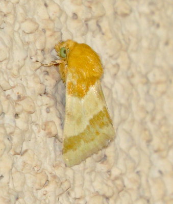 Alluring Schinia Moth