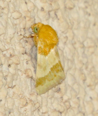 Alluring Schinia Moth
