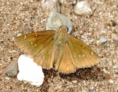 Cloudywing Species