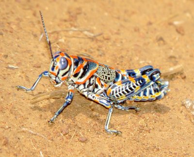 Grasshoppers, Katydids and Crickets