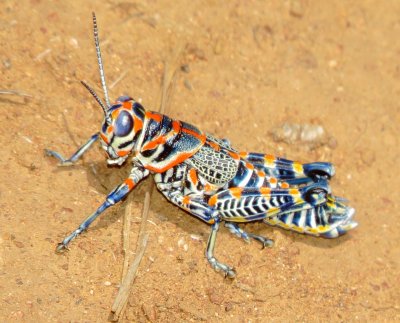 Rainbow Grasshopper