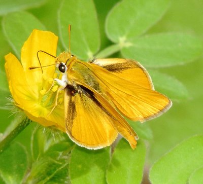 Orange Skipperling
