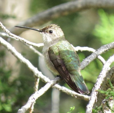 Unidentified Hummingbirds