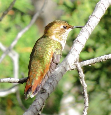 Rufous/Allen's Hummingbird