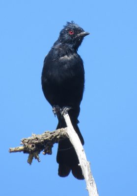 Phainopepla