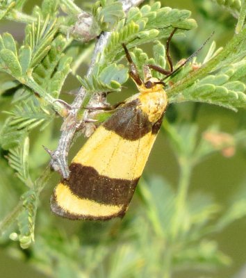 Arid Eudesmia Moth