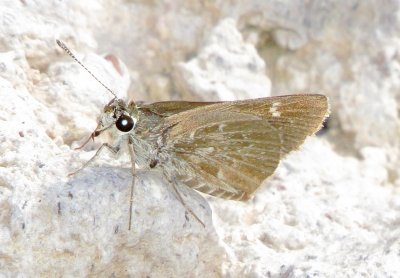 Grass Skipper Species