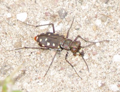 Western Red-Bellied Tiger Beetle