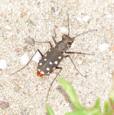 Western Red-Bellied Tiger Beetle