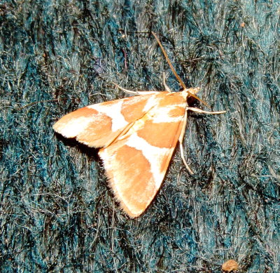 Unidentified Moth