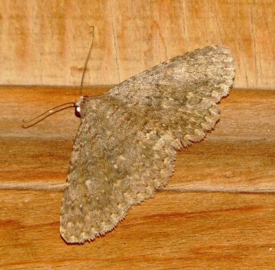 Unidentified Moth