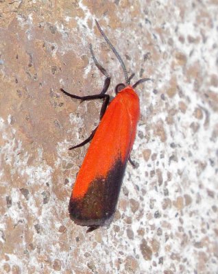 Ptychoglene Coccinea