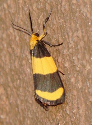 Arid Eudesmia Moth