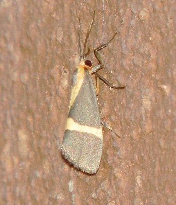 Thin-Banded Lichen Moth
