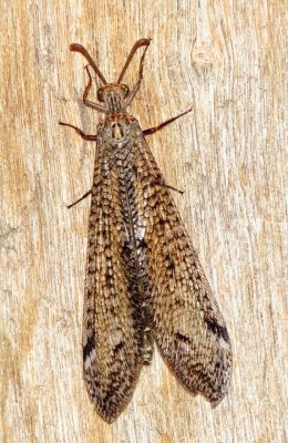 Antlion Species